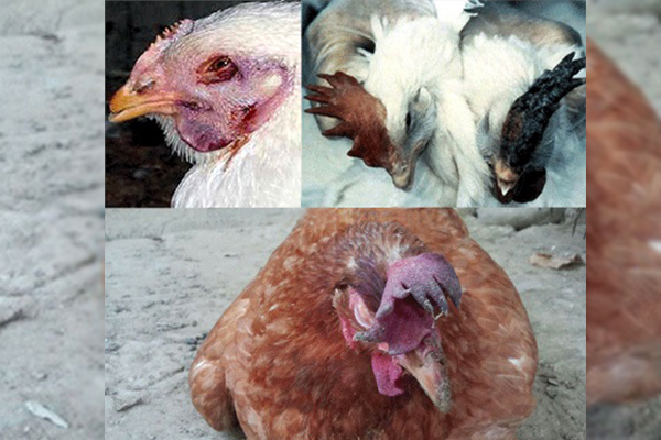 Болезни птиц!